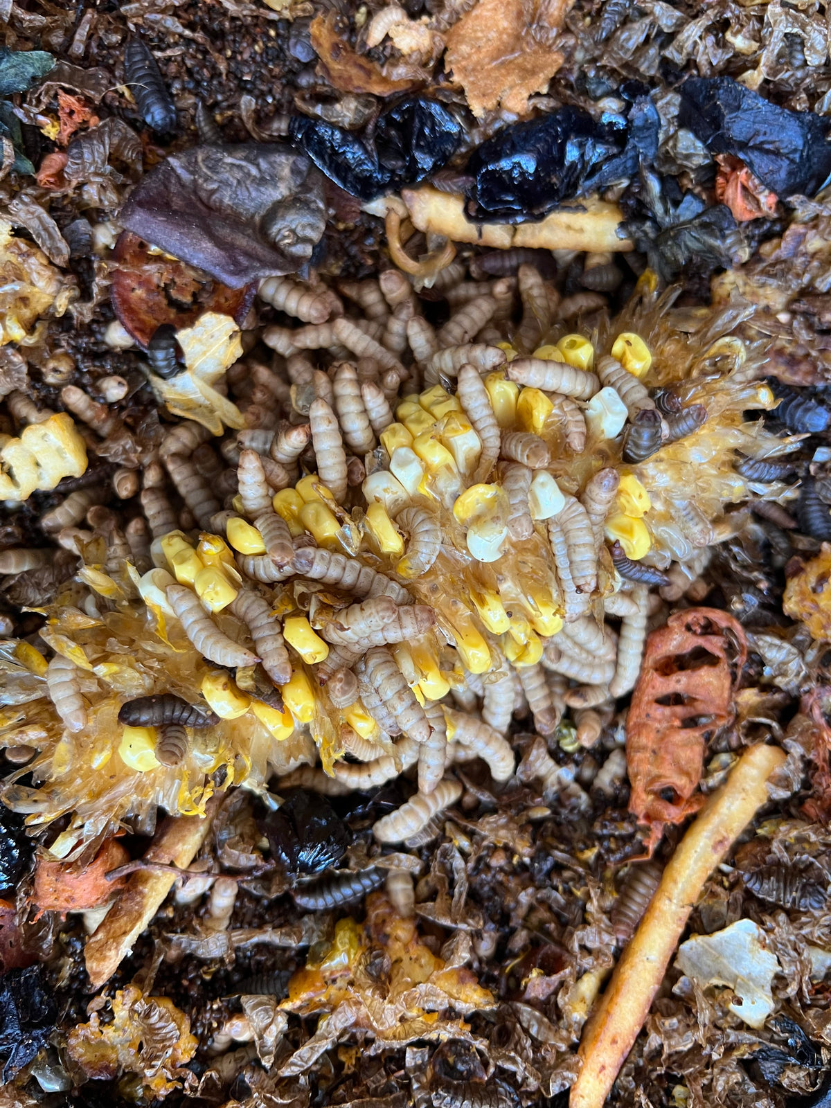 What Are Black Soldier Fly Larvae?