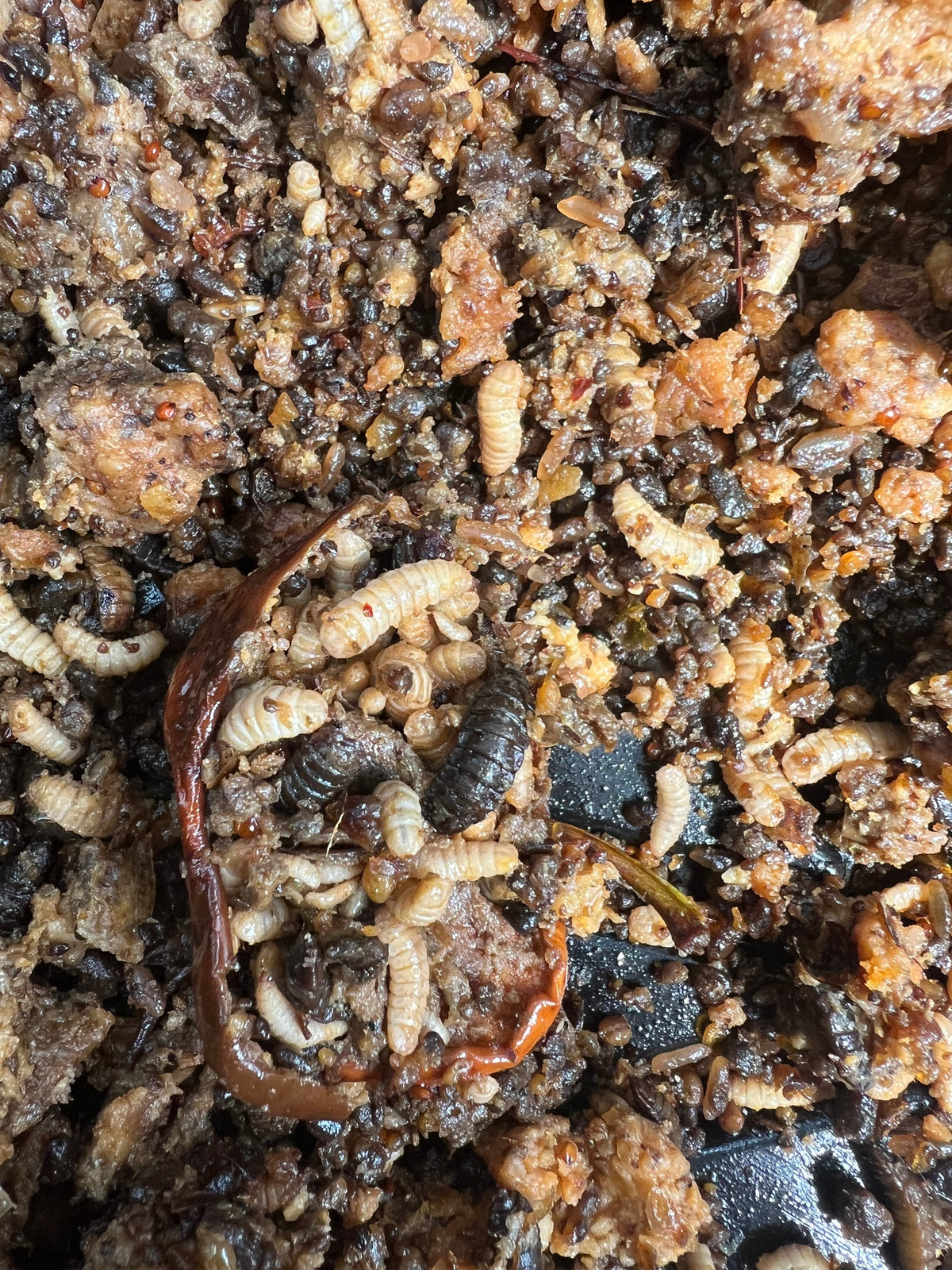 My BSFL bin is too wet! What can I do?