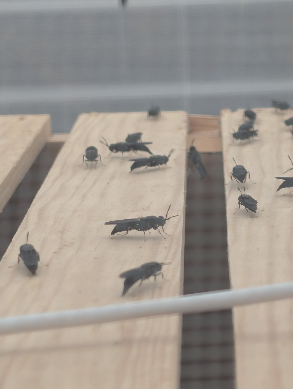 Adult black soldier flies on wooden breeding boards in an enclosure