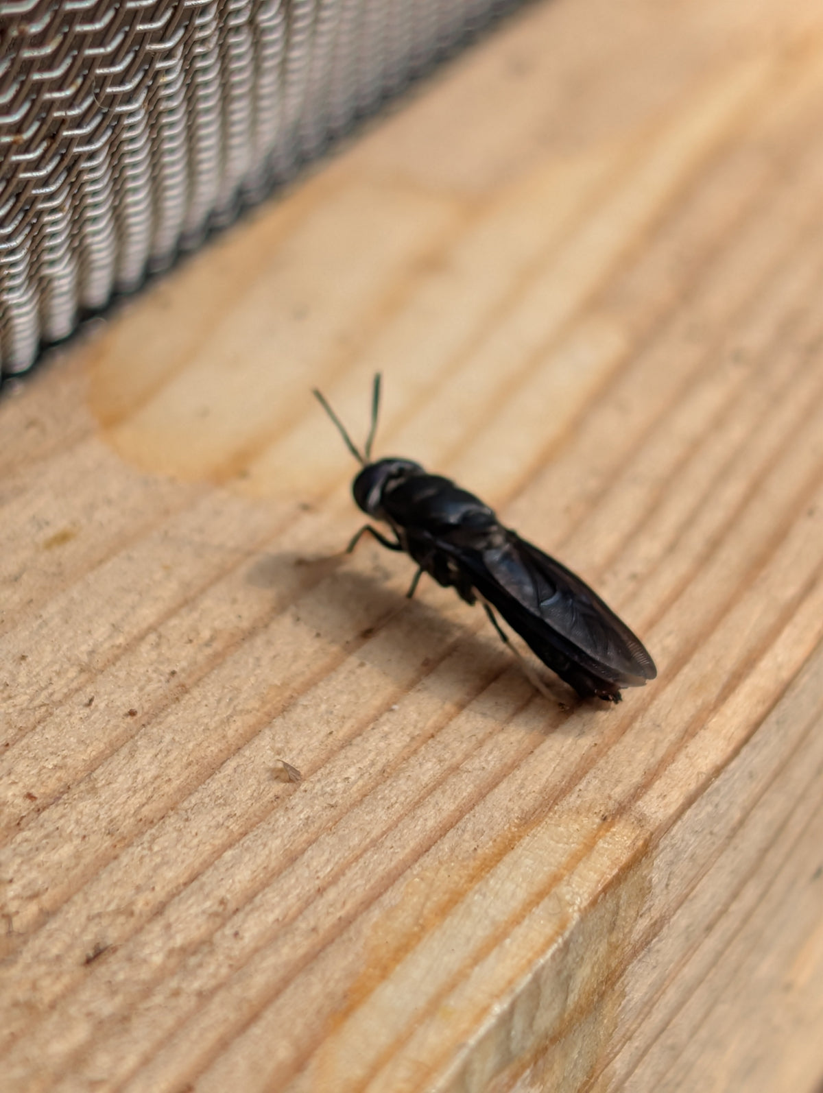 Adult Hermetia illucens — the black soldier fly — nature's best food waste recycler