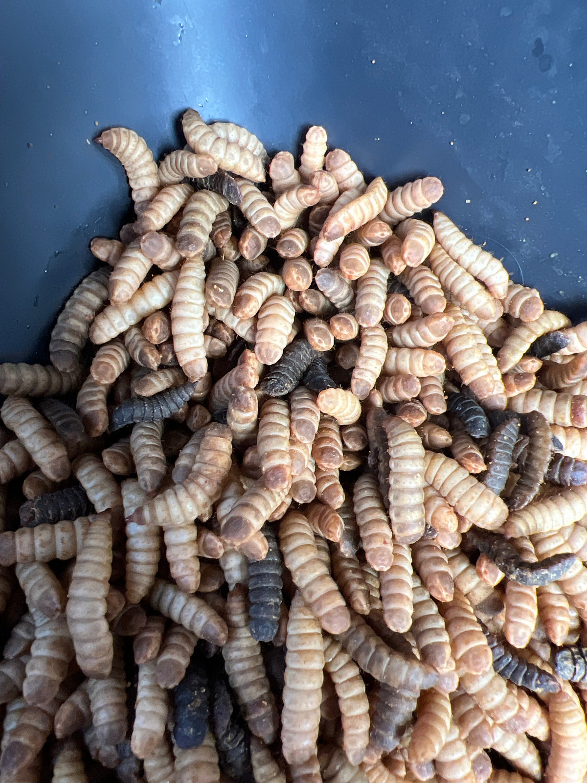 BSFL vs. Crickets vs. Mealworms: Which Feeder Insect Is Best for Reptiles?