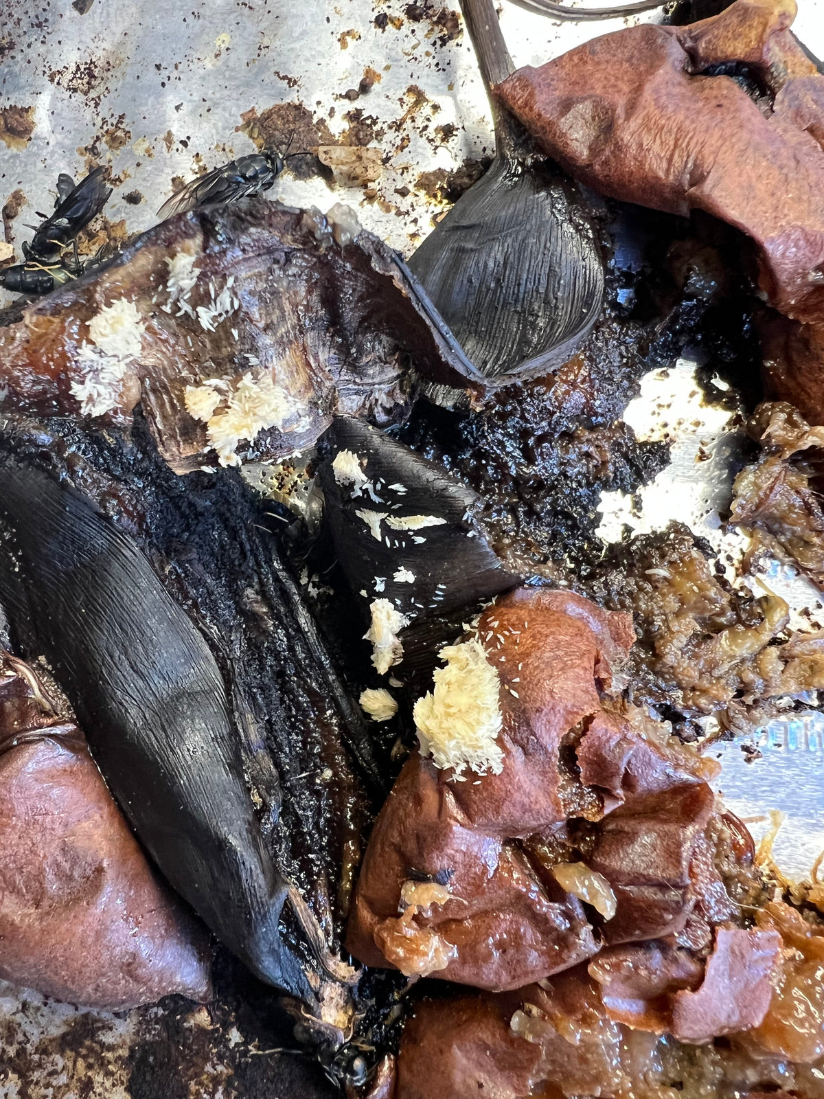 Can Black Soldier Fly Larvae Eat Coffee Grounds?