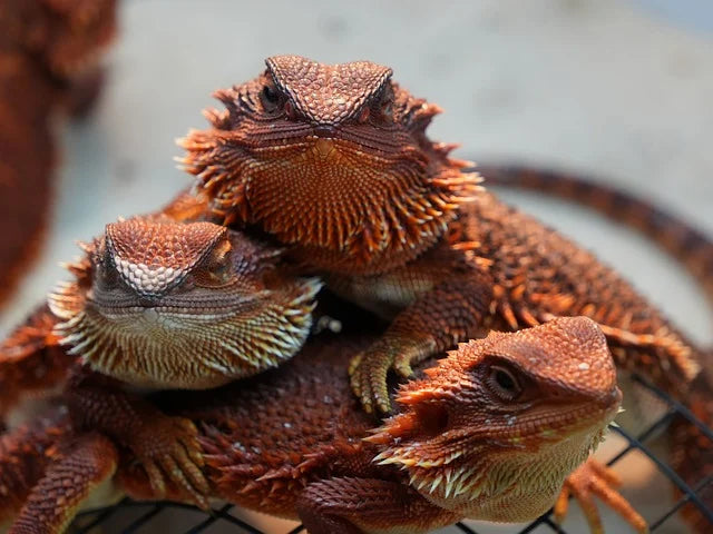 BSFL for Bearded Dragons: Nutrition, Feeding Guide, and How to Grow Your Own