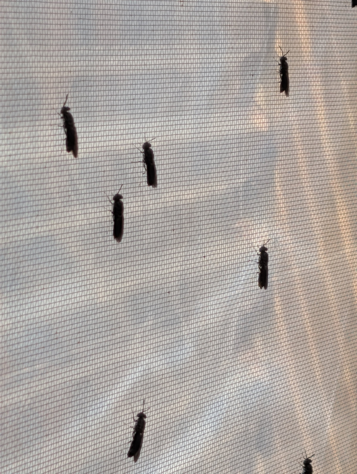 Adult black soldier flies on mesh screen inside a BSF breeding cage