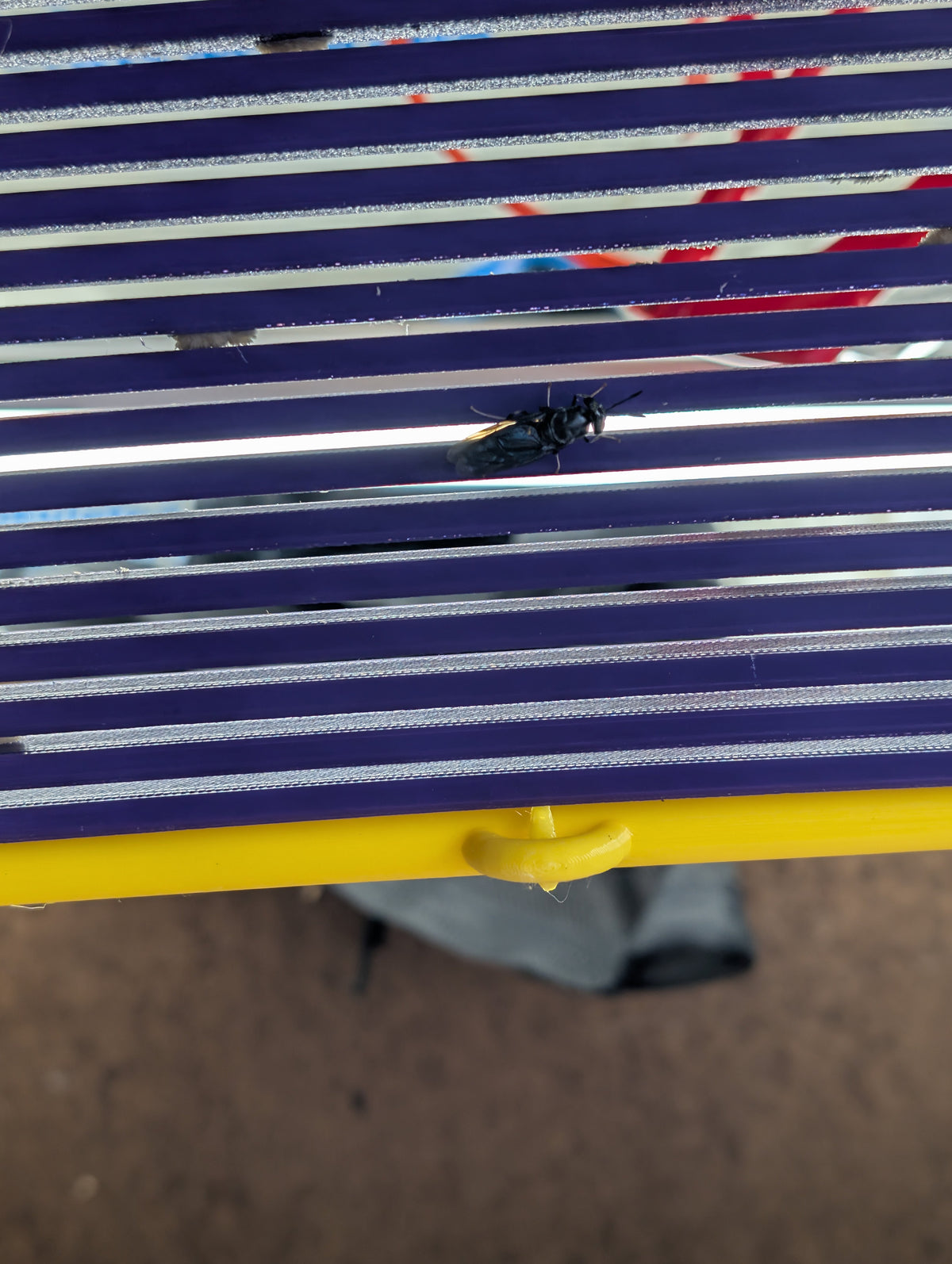 Adult black soldier fly on corrugated oviposition strip inside a Bin Kit