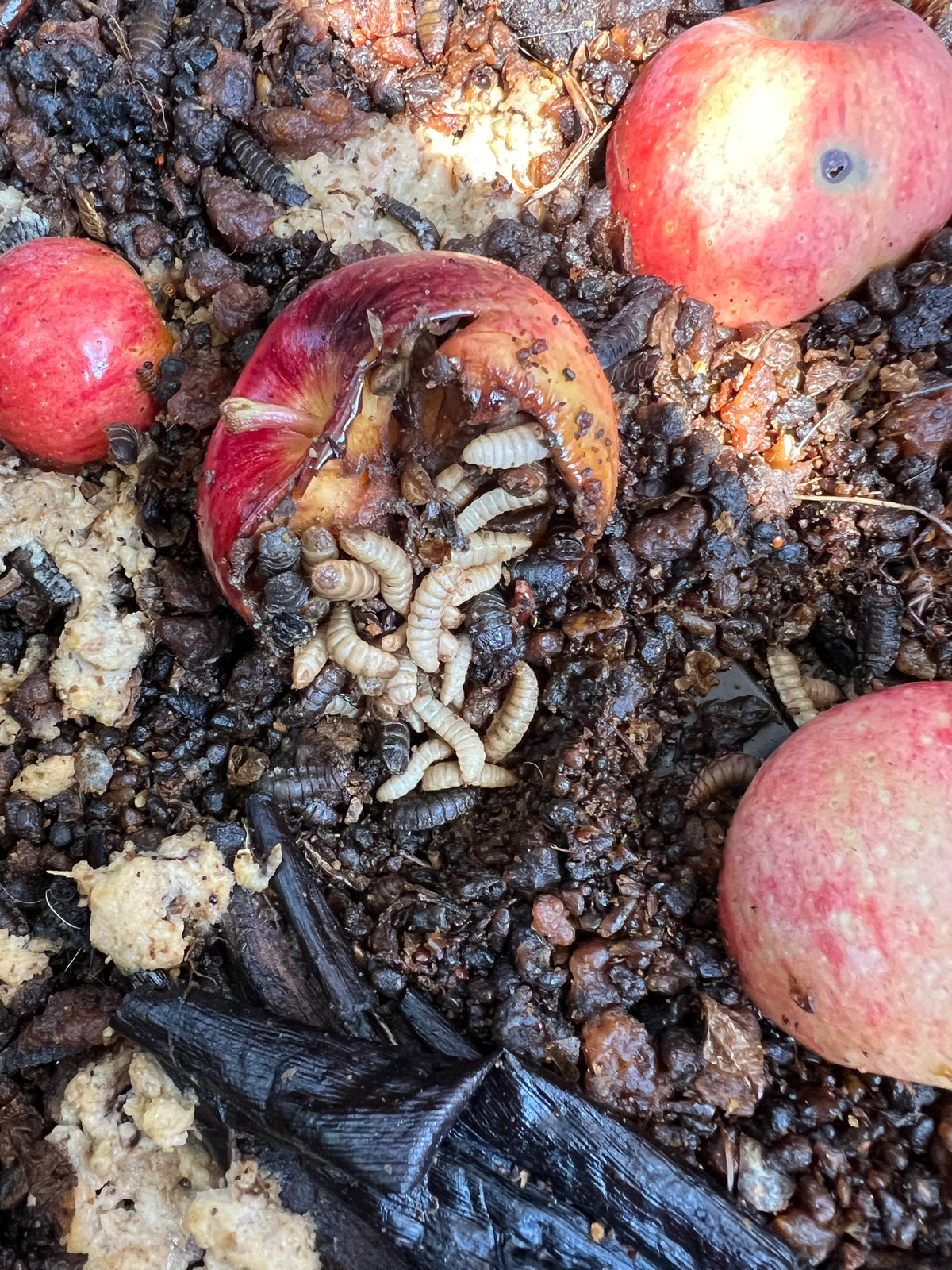 Black soldier fly larvae consuming apples and food scraps