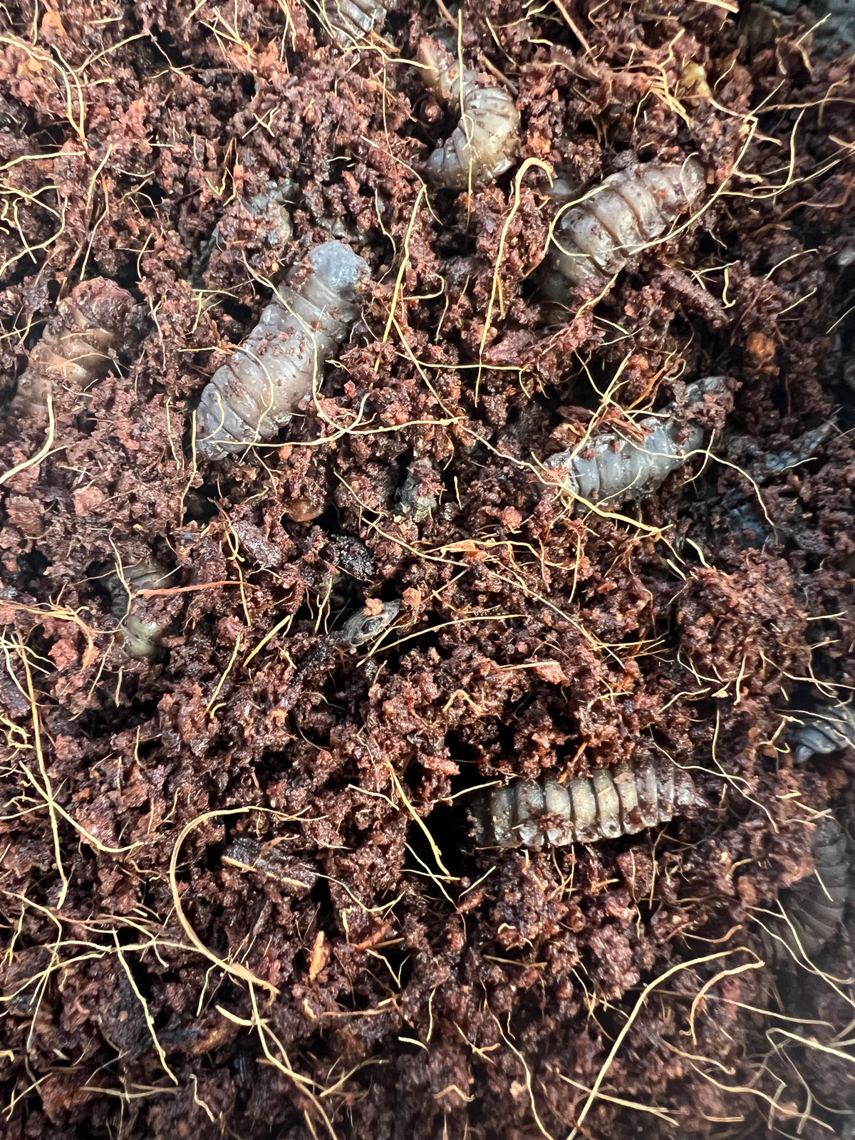 BSFL prepupae and pupae in substrate before adult emergence